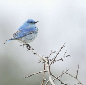 ��� ����� ����� ����� ����� �������