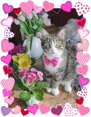 � ���������� ���� ����������� �������: ��� ������ ��������