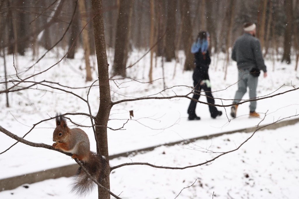 Прогулки на свежем воздухе: таблетки для души россиян