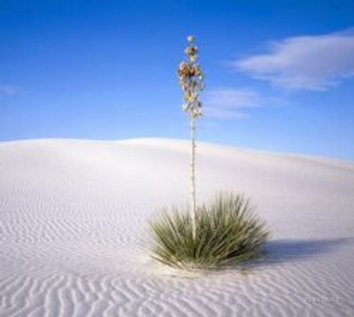 ��� ����� ���� � ������ �������