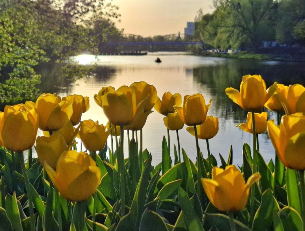 ���� ������� ����� ���� �����������