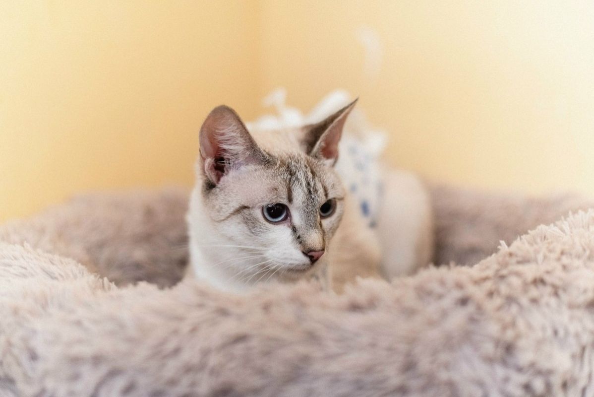 �������� ���� ������: �������� ��������� � �������� �������