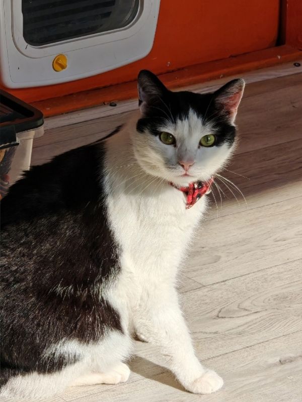 Милый котенок ищет теплый дом