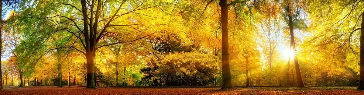 Золотая симфония осени: вдохновение и перемены в октябре